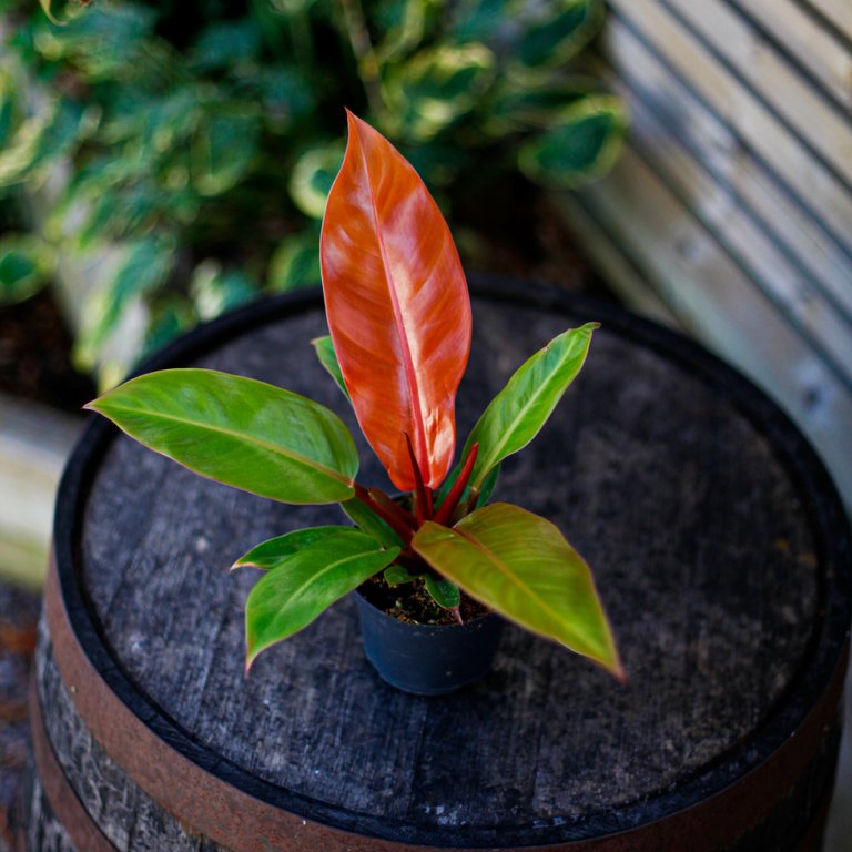 Philodendron 'Prince Of Orange' 12 cm