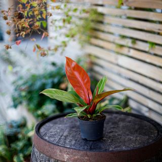 Philodendron 'Prince Of Orange' 12 cm