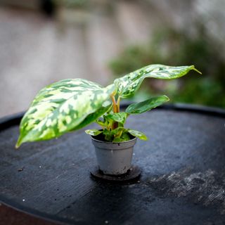 Homalomena 'Camouflage'