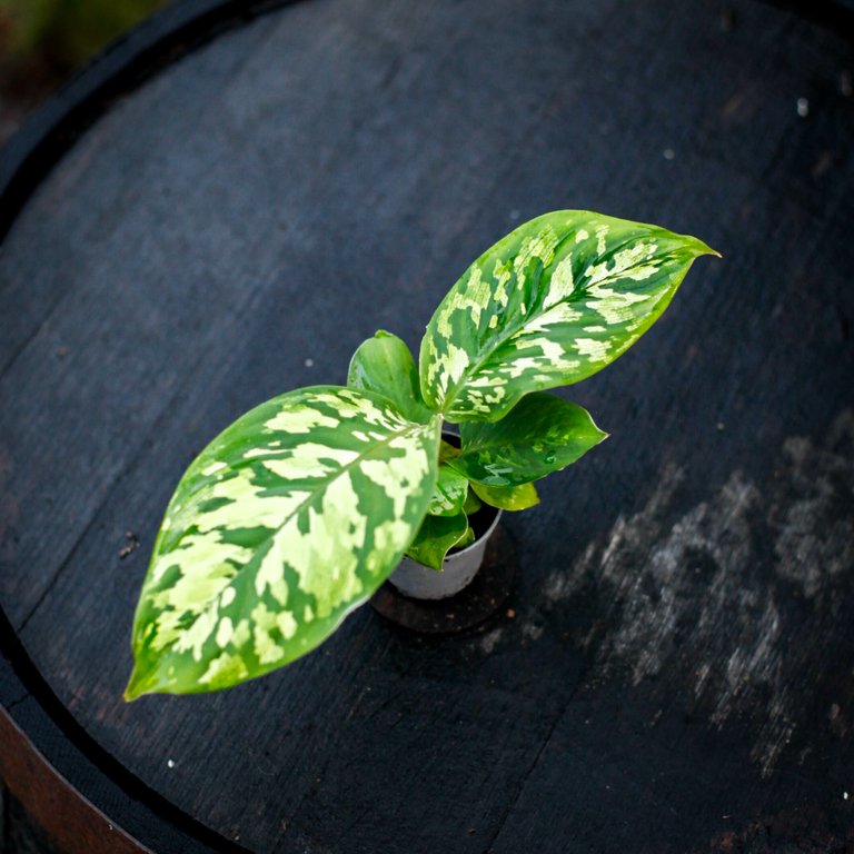 Homalomena 'Camouflage' 6 cm
