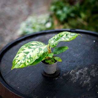 Homalomena 'Camouflage'