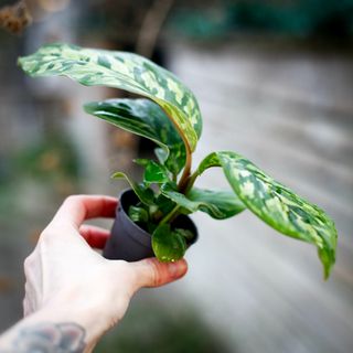 Homalomena 'Camouflage'