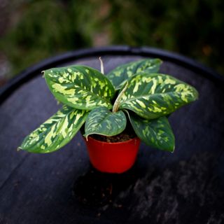 Homalomena 'Camouflage' 12 cm