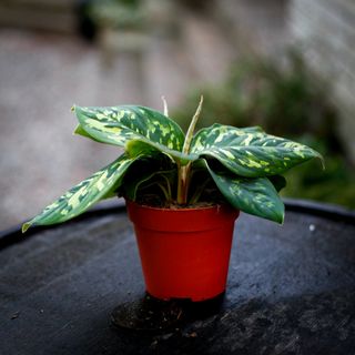 Homalomena 'Camouflage' 12 cm