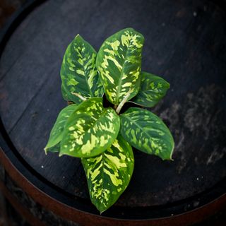 Homalomena 'Camouflage' 12 cm