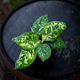 Homalomena 'Camouflage' 12 cm