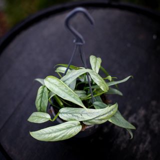 Epipremnum 'Cebu Blue' i ampel