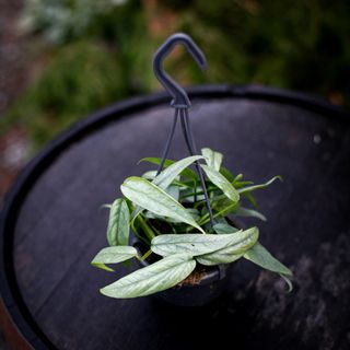 Epipremnum 'Cebu Blue' i ampel