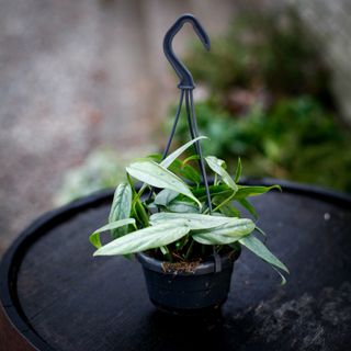 Epipremnum 'Cebu Blue' i ampel