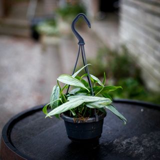 Epipremnum 'Cebu Blue' i ampel