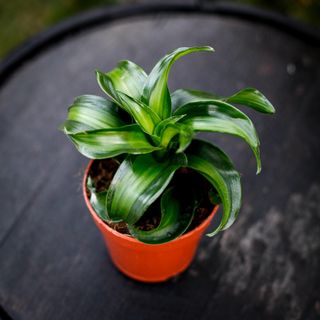 Dracena 'Black Kanzi' 12 cm