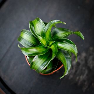 Dracena 'Black Kanzi' 12 cm