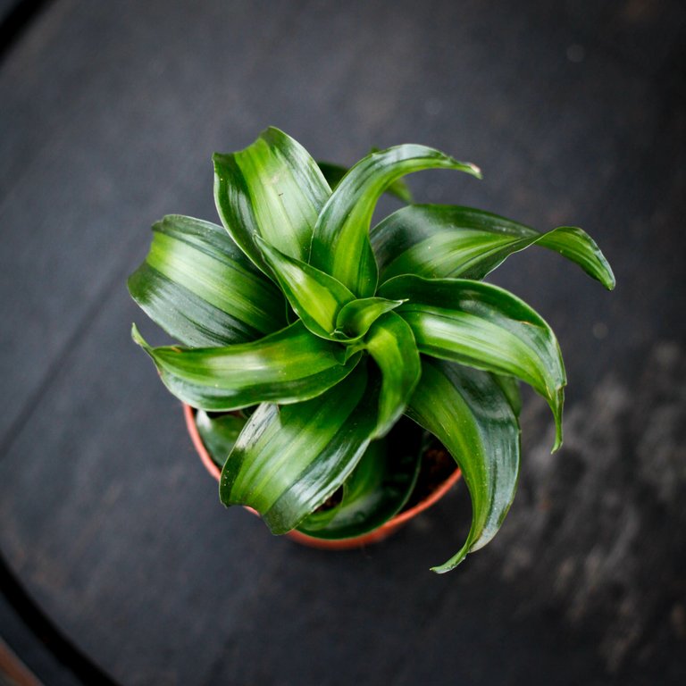 Dracena 'Black Kanzi' 12 cm
