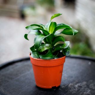 Dracena 'Black Kanzi' 12 cm