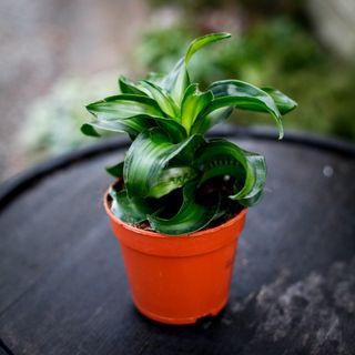 Dracena 'Black Kanzi' 12 cm