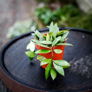 Hoya 'Memoria' i ampel 12 cm