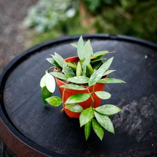 Hoya 'Memoria' i ampel 12 cm