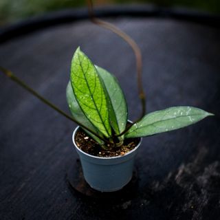 Hoya crassipetiolata 6 cm
