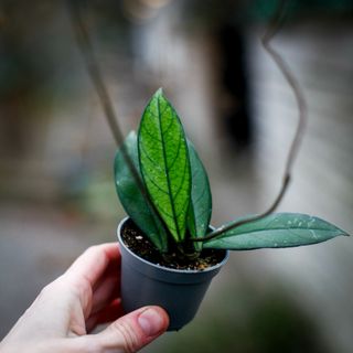 Hoya crassipetiolata 6 cm