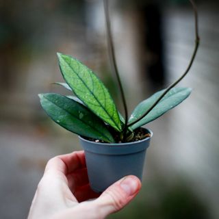 Hoya crassipetiolata 6 cm