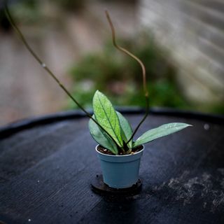Hoya crassipetiolata 6 cm