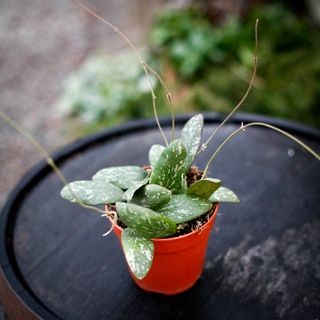 Hoya sigillatis 12 cm