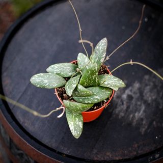 Hoya sigillatis 12 cm