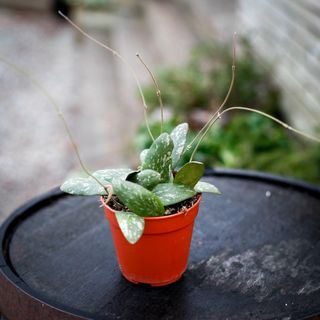 Hoya sigillatis 12 cm
