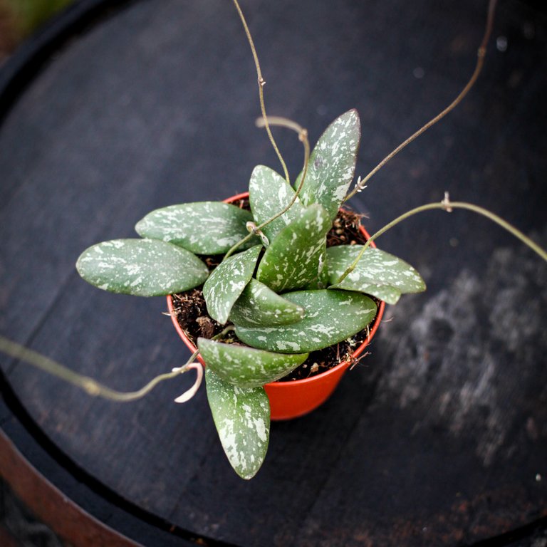 Hoya Sigillatis 12 cm