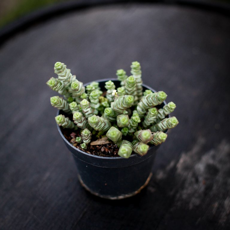 Crassula marnieriana 11 cm