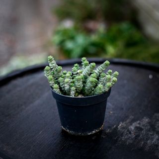 Crassula marnieriana 11 cm