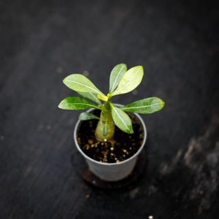 Adenium obesum - Ökenros