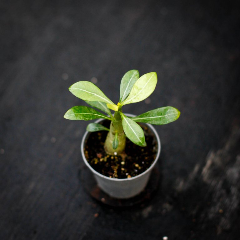 Adenium obesum - Ökenros 6 cm