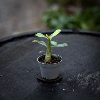 Adenium obesum - Ökenros