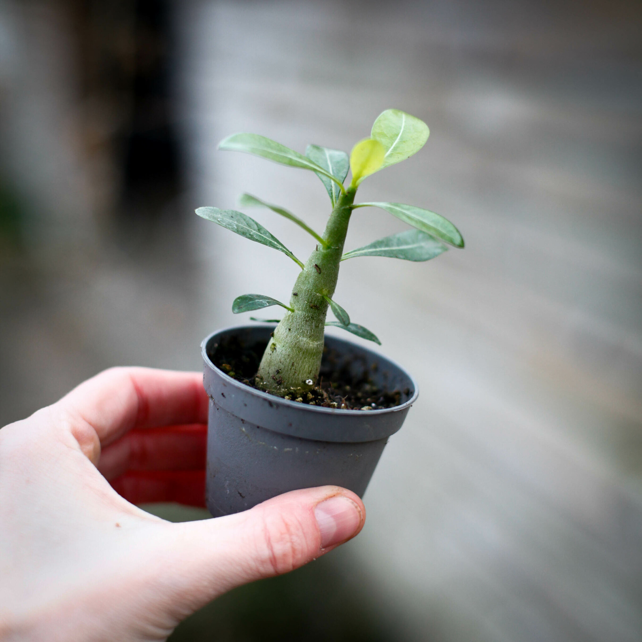 Adenium obesum med uppsvälld caudex och gröna blad