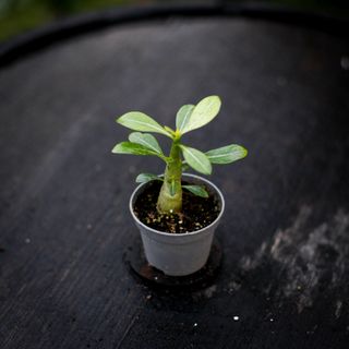 Adenium obesum - Ökenros