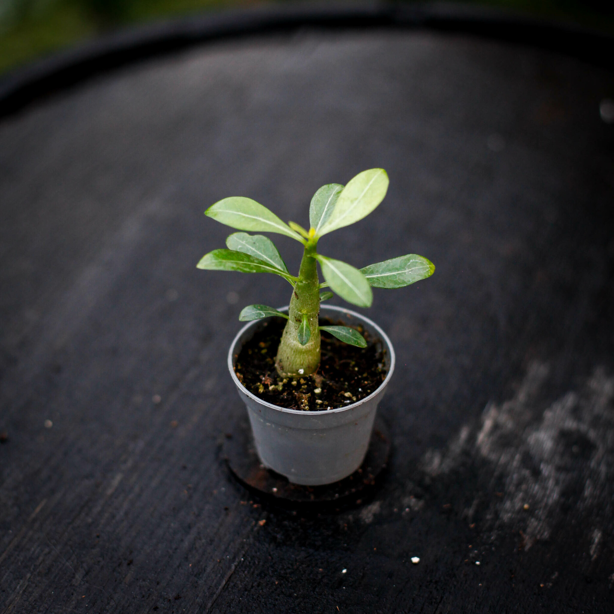 Adenium obesum ökenros i liten kruka