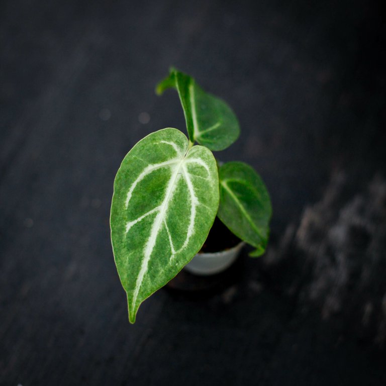 Anthurium magnificum 6 cm