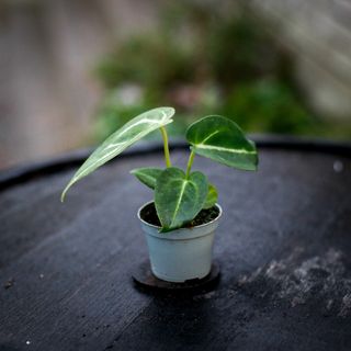 Anthurium magnificum
