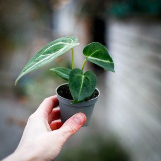 Anthurium magnificum