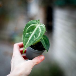 Anthurium magnificum