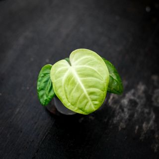 Anthurium villenaorum RÄDDA MIG!