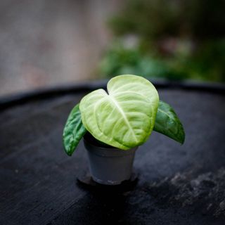 Anthurium villenaorum RÄDDA MIG!