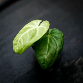 Anthurium villenaorum RÄDDA MIG!