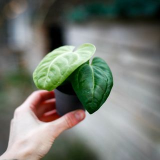 Anthurium villenaorum RÄDDA MIG!