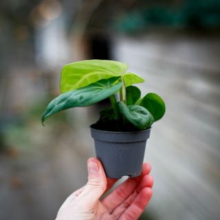 Anthurium villenaorum RÄDDA MIG!