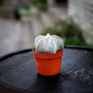 Astrophytum myriostigma 11 cm