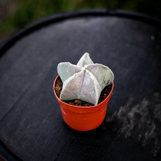 Astrophytum myriostigma 11 cm