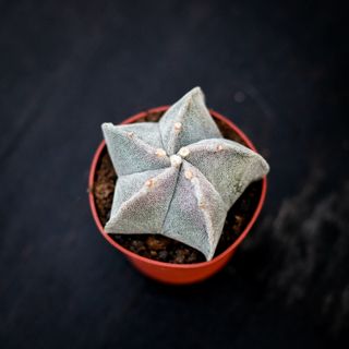 Astrophytum myriostigma 11 cm