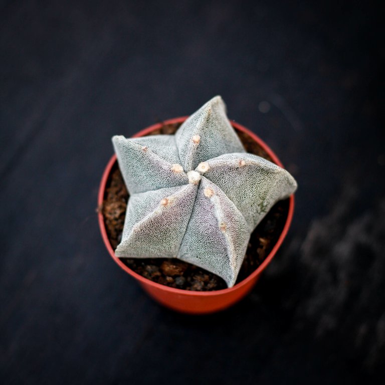 Astrophytum myriostigma 11 cm